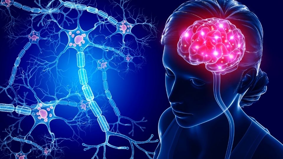 مغز و آموزش