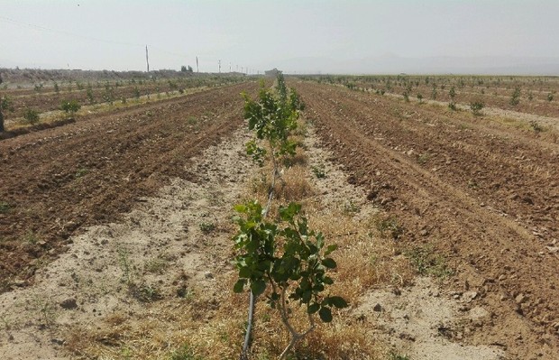 شوری خاک در حوزه کشاورزی