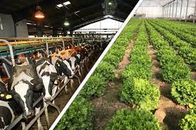 کشاورزی و دامپروری