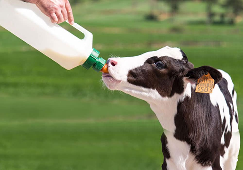 پرورش گوساله