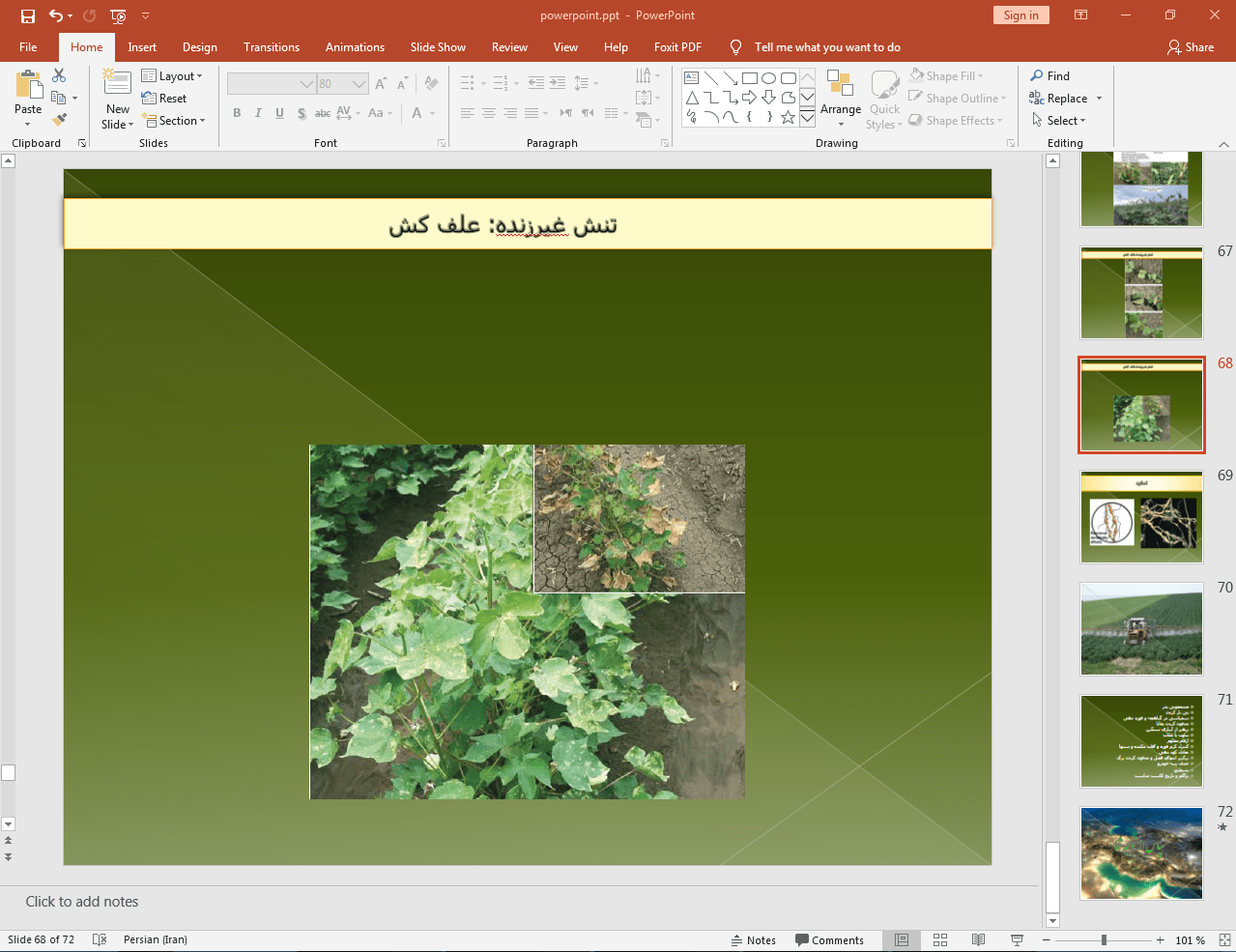 آفات پنبه