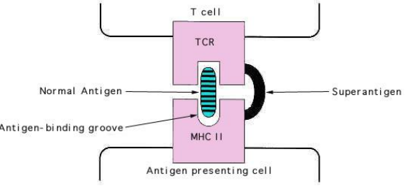 آنتی ژن ها و انواع آنها