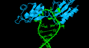 آپتامرها (Aptamer)