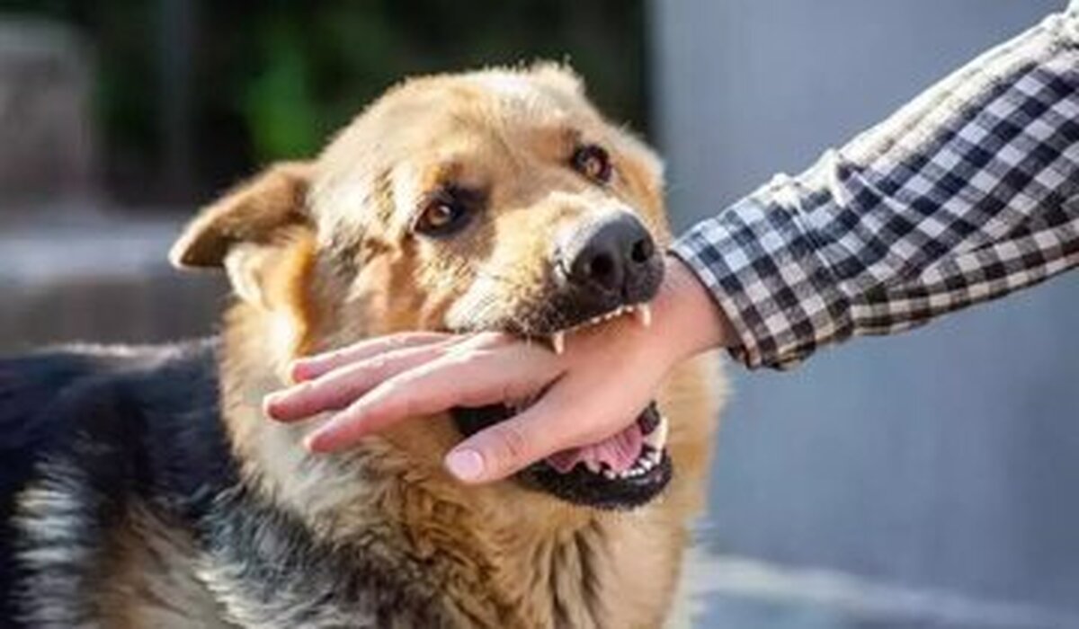 بیماری هاری (Rabies)