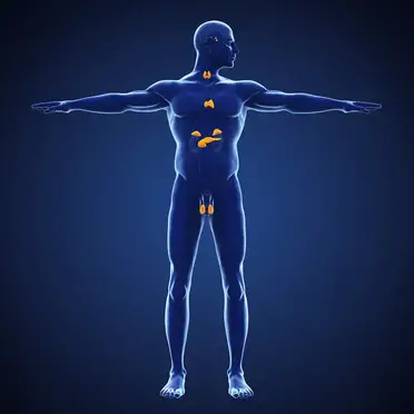 فیزیولوژی اندوکرین (Endocrine)