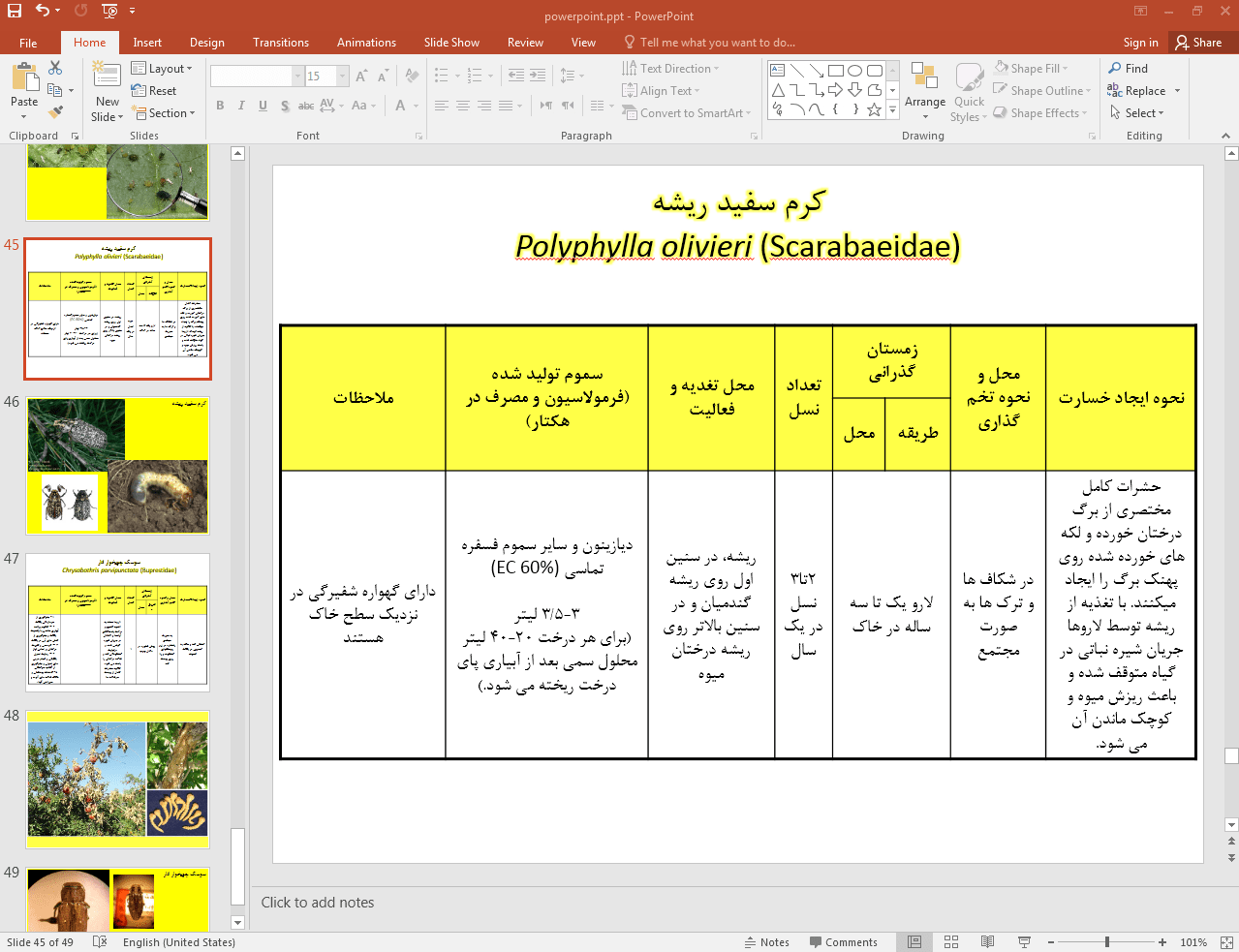 کرم سفید ریشه