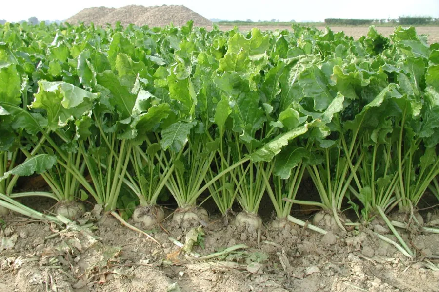 چغندر