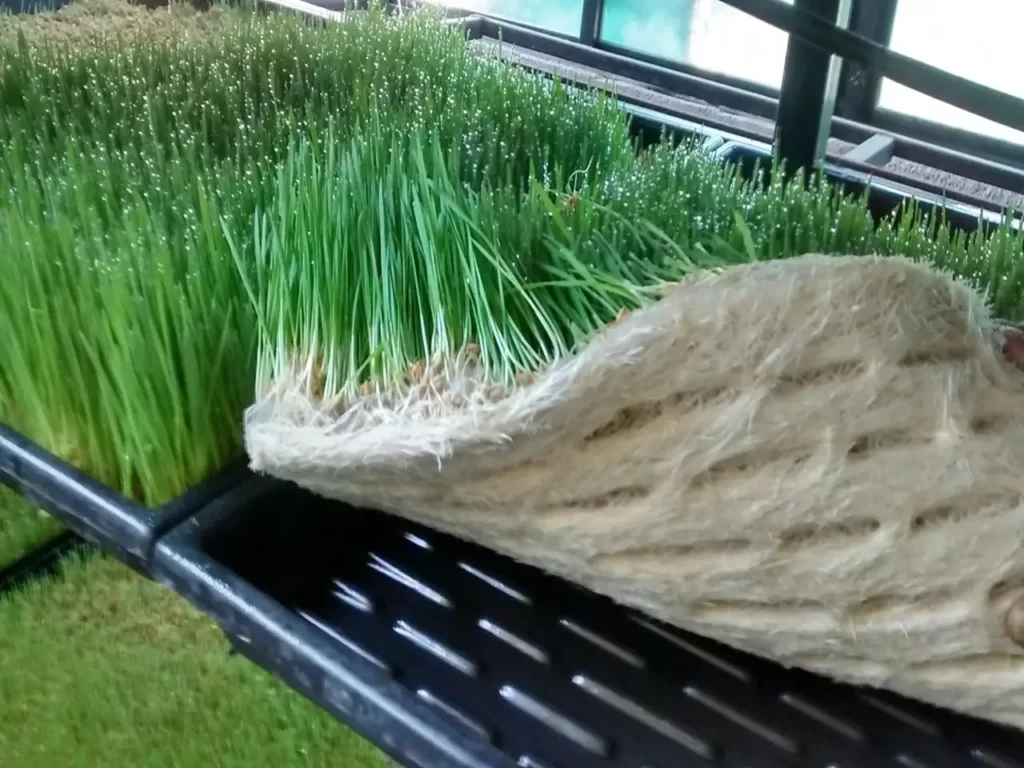 علوفه