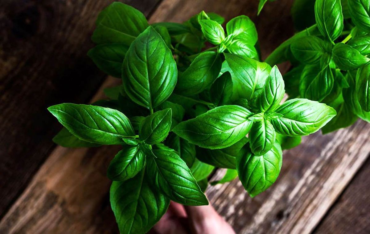 کاشت و پرورش ریحان