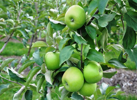 درخت سیب