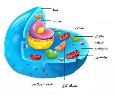 سیتوپلاسم